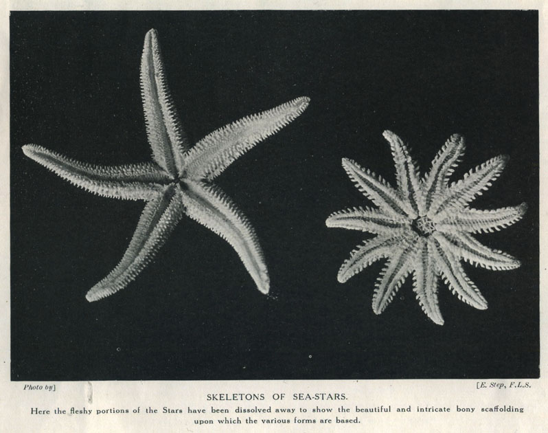 skeletons of sea-stars | Omhoog | Tijdschrift Terras